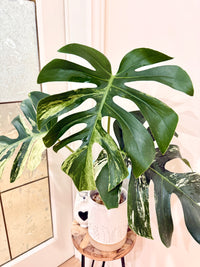 Monstera Jungle Mint