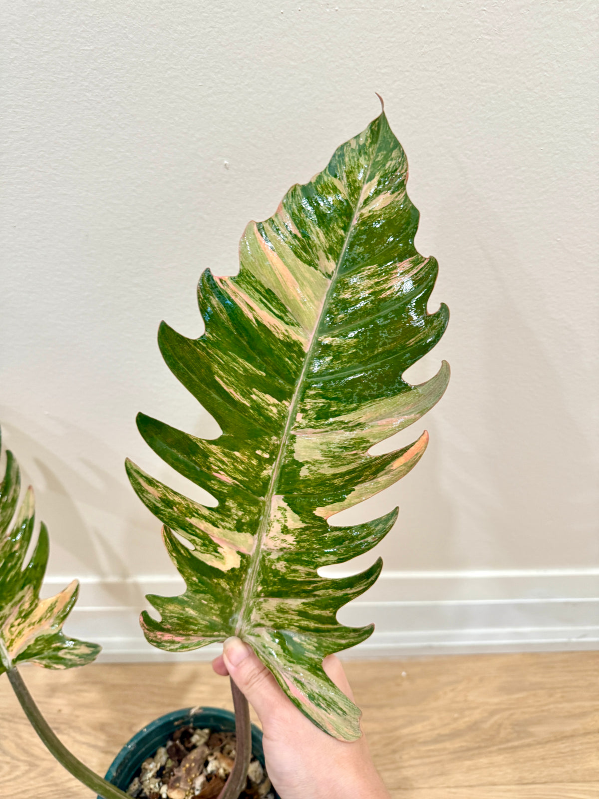 Philodendron Caramel Marble