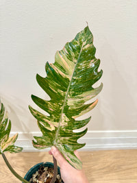 Philodendron Caramel Marble