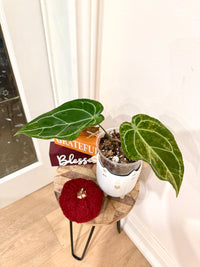ANTHURIUM CRYSTALLINUM VAR X HOPE