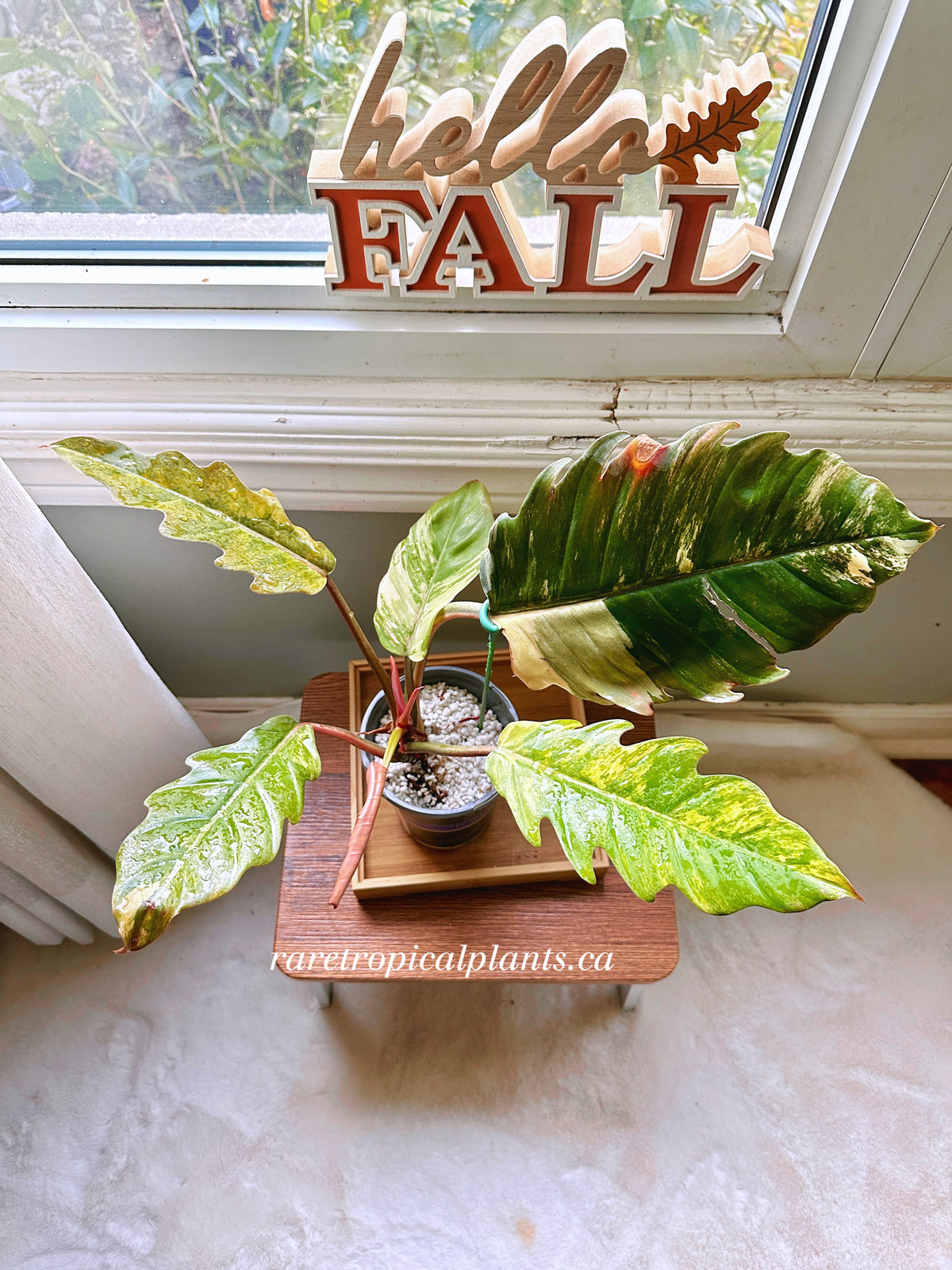 Philodendron Caramel Marble