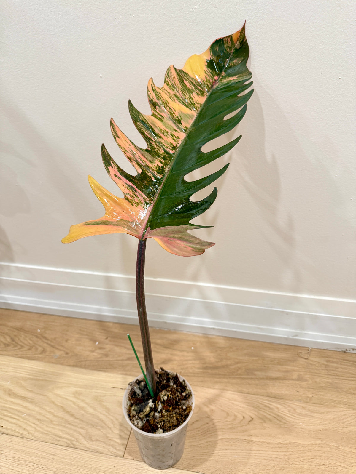 Philodendron Caramel Marble
