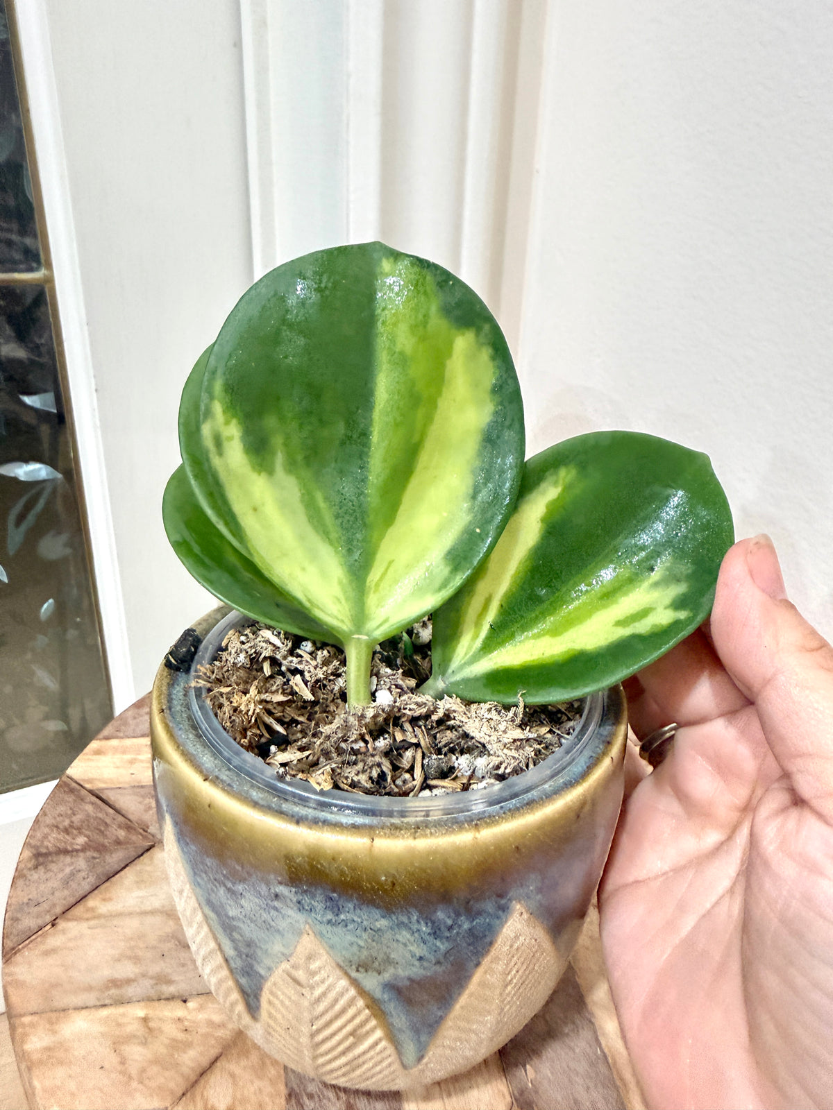 Hoya Pachyclada Inner Variegated