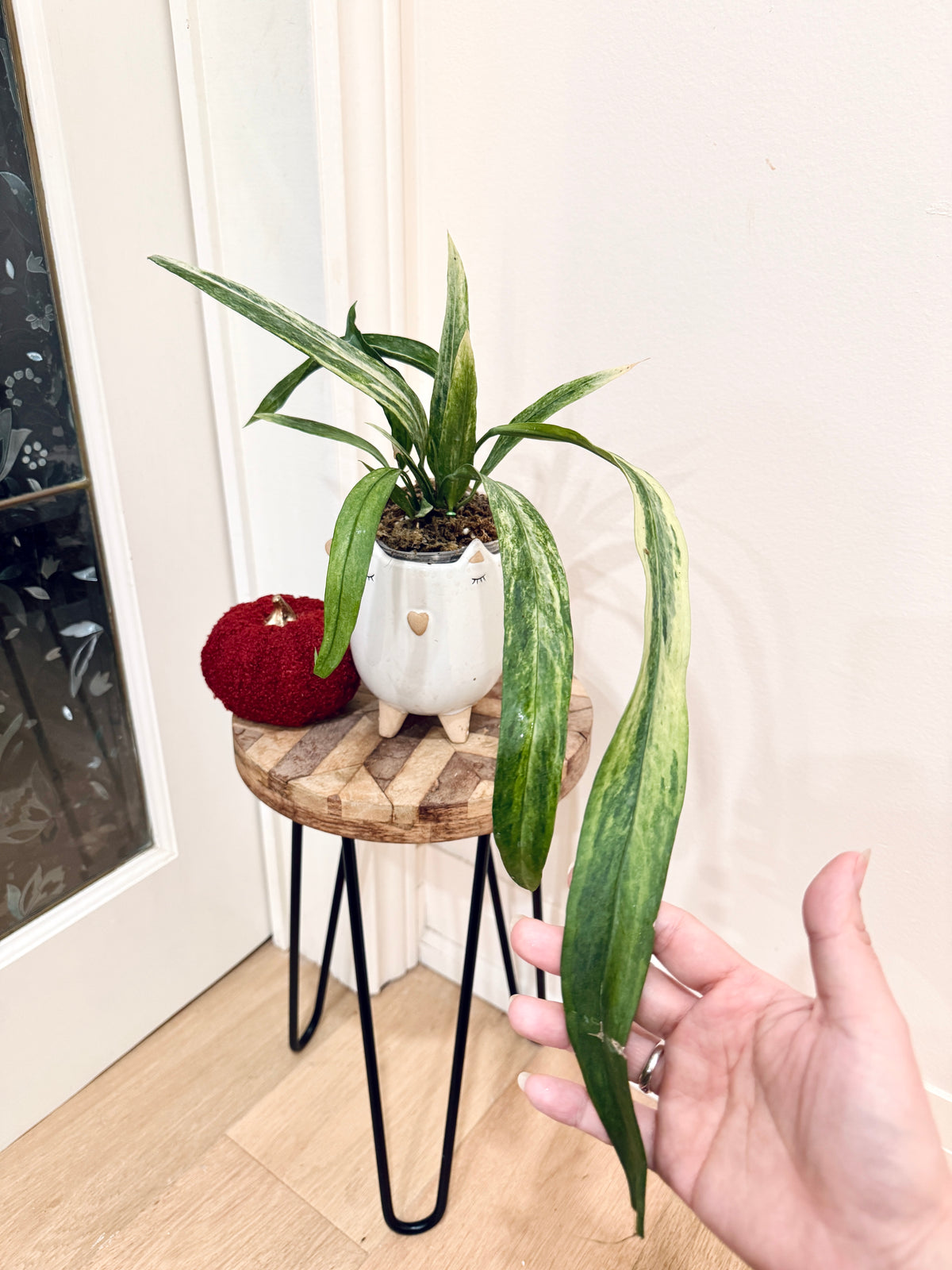 Anthurium Vittarifolium Variegated