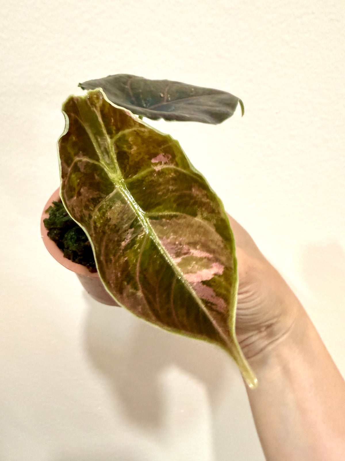 Alocasia Azlanii Pink Variegated