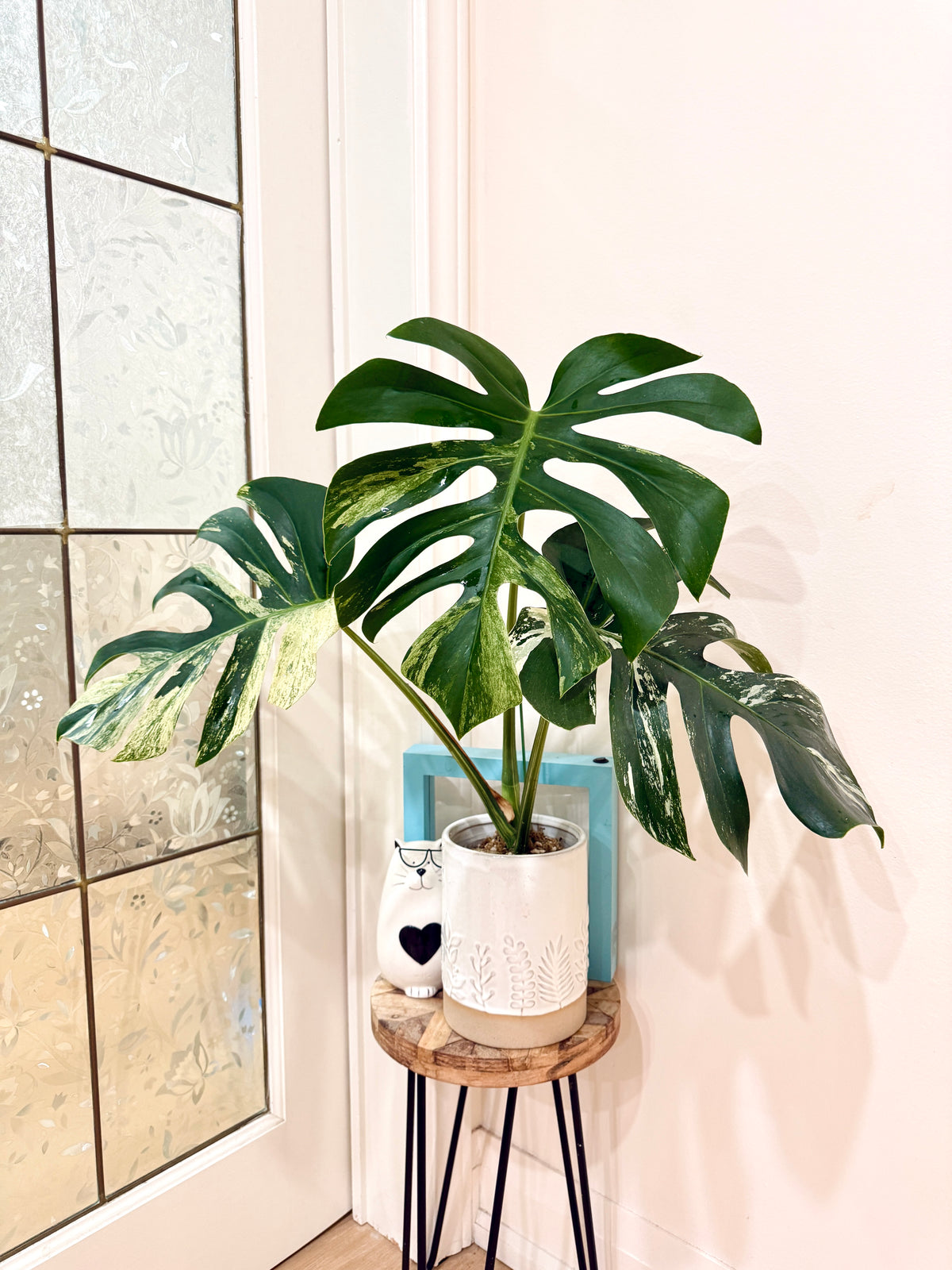 Monstera Jungle Mint