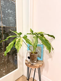 Anthurium clavigerum variegated