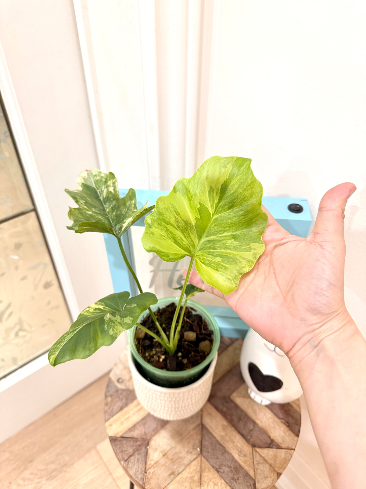 Philodendron Selloum Variegated