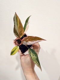 Philodendron Princess Tricolour