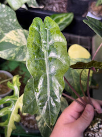 Alocasia Chantrieri Aurea Corm