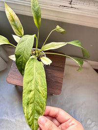 Anthurium Vittarifolium Variegated