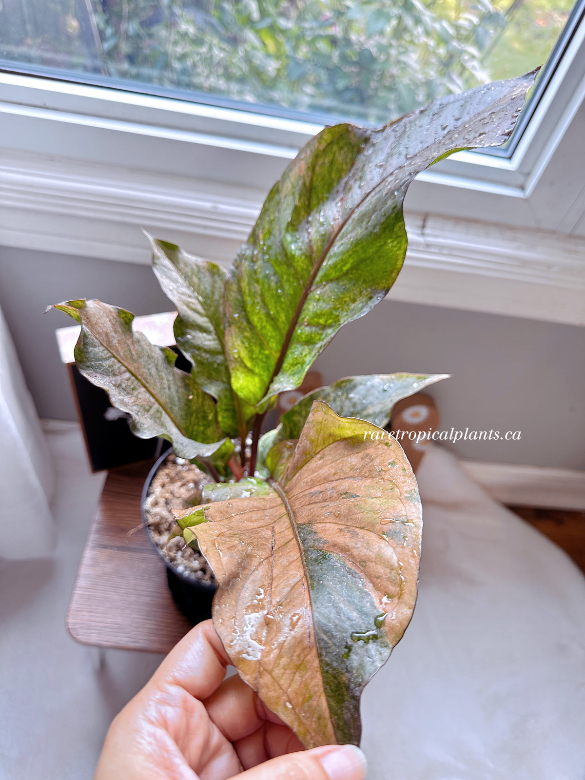 Anthurium Hookeri Pink