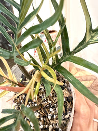 Philodendron Tortum Variegated