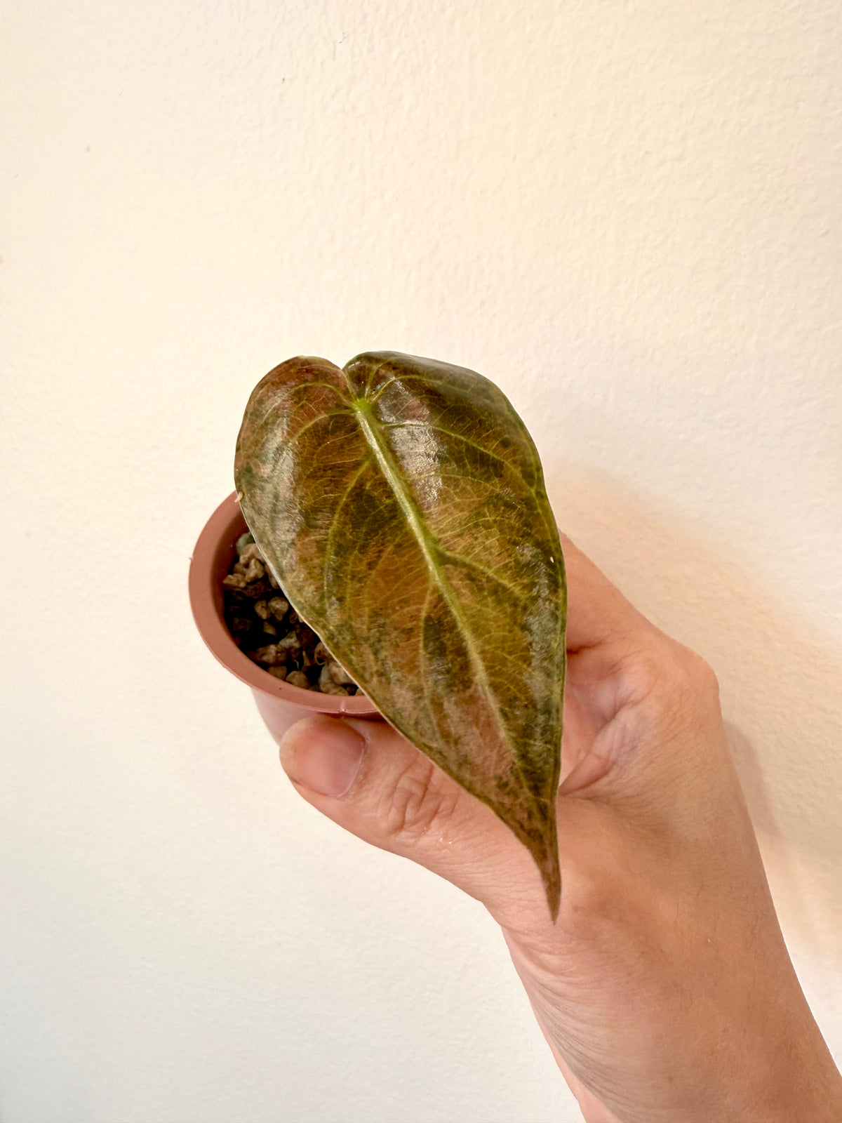Alocasia Sedenii Aurea