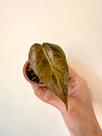 Alocasia Sedenii Aurea