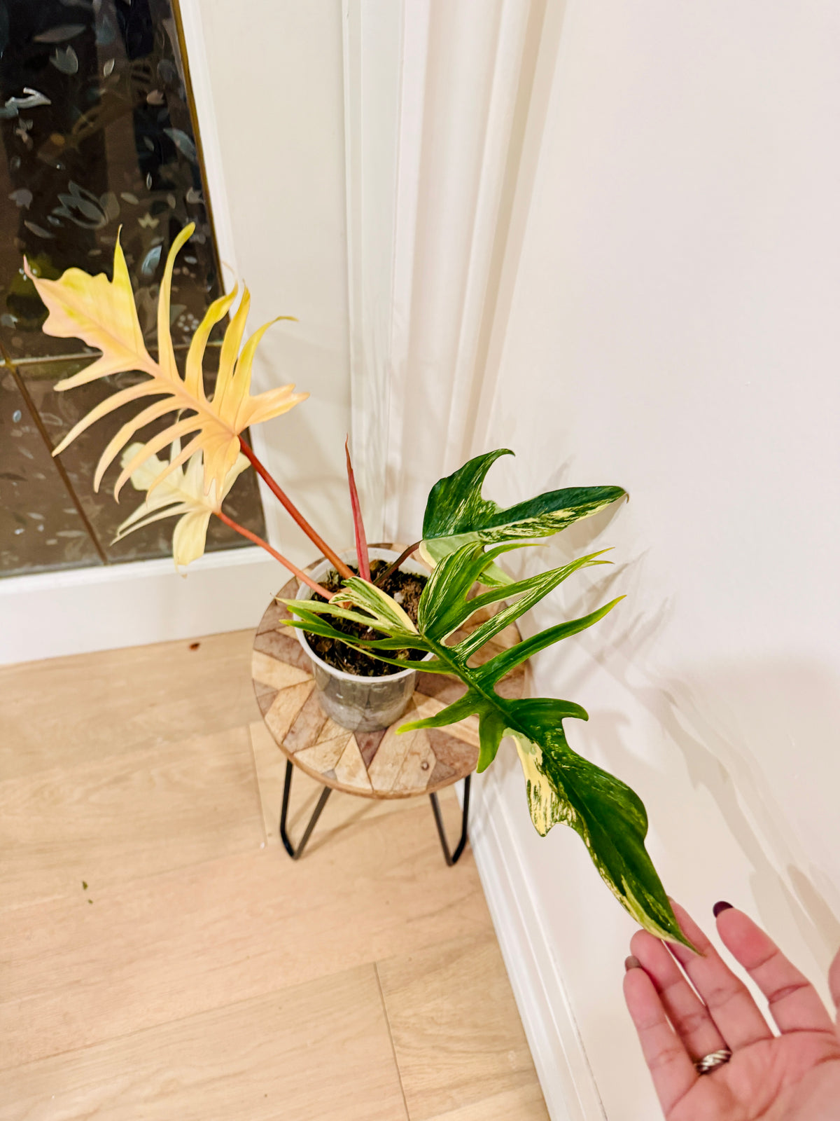 Philodendron Florida Beauty x Tortum