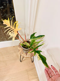 Philodendron Florida Beauty x Tortum