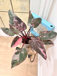 Philodendron Pink Princess Galaxy