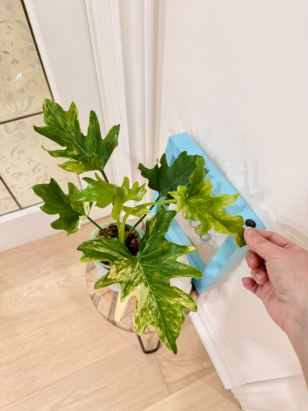 Philodendron Selloum Variegated