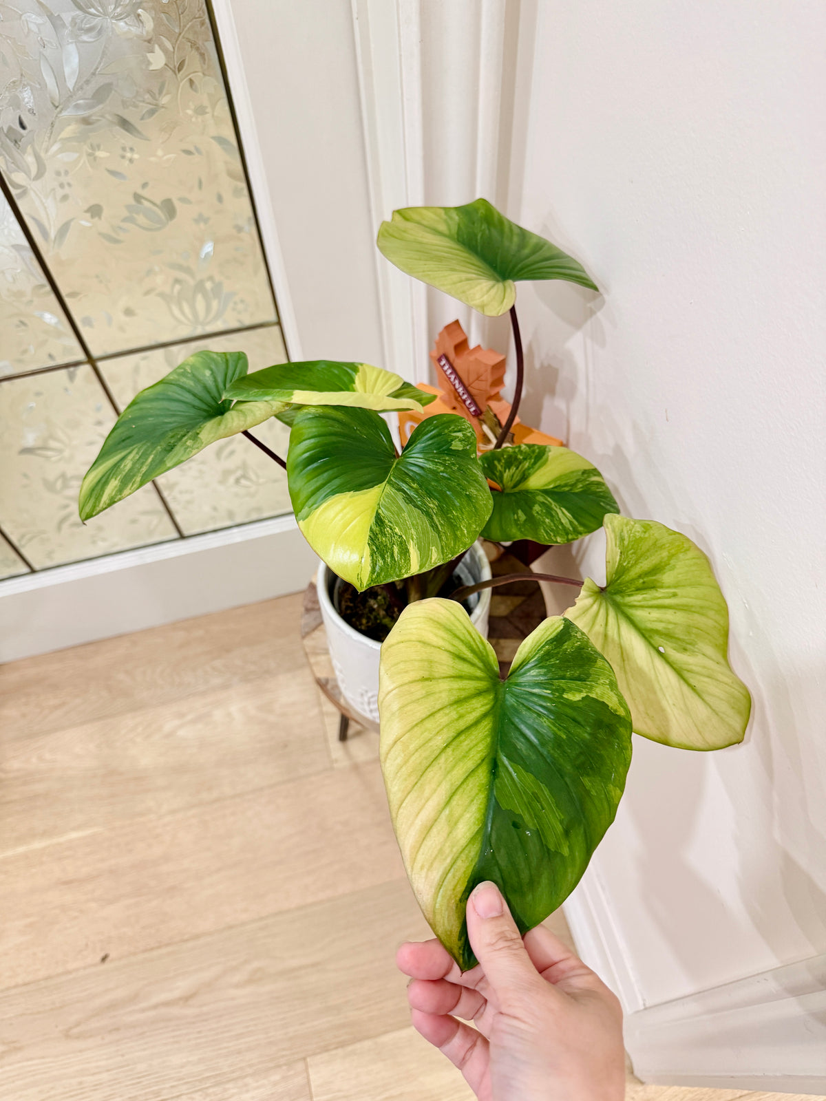 Homalomena Rubescens Aurea Variegated