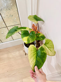 Homalomena Rubescens Aurea Variegated