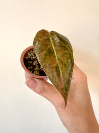 Alocasia Sedenii Aurea