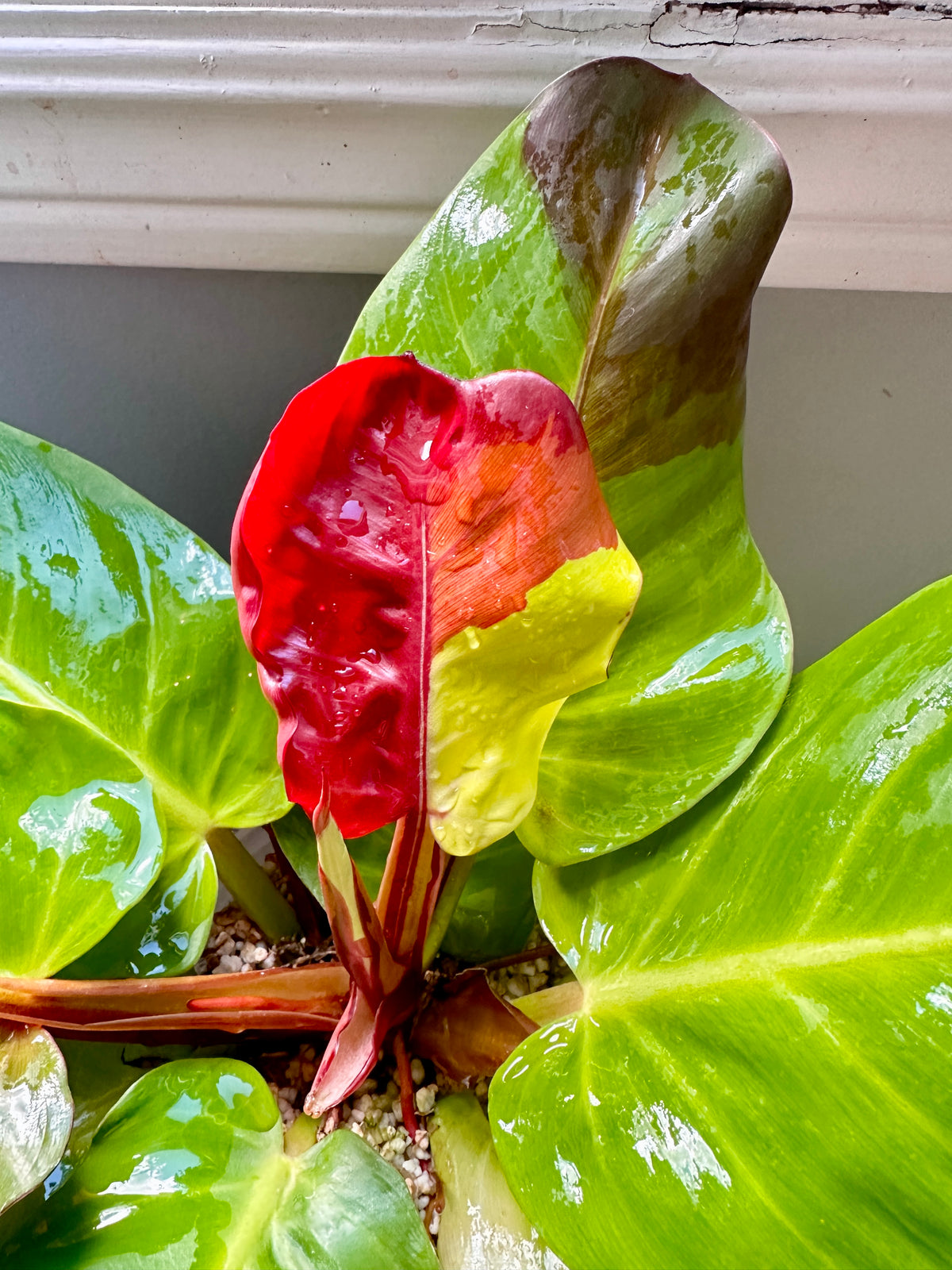 Philodendron Red Moon Variegated