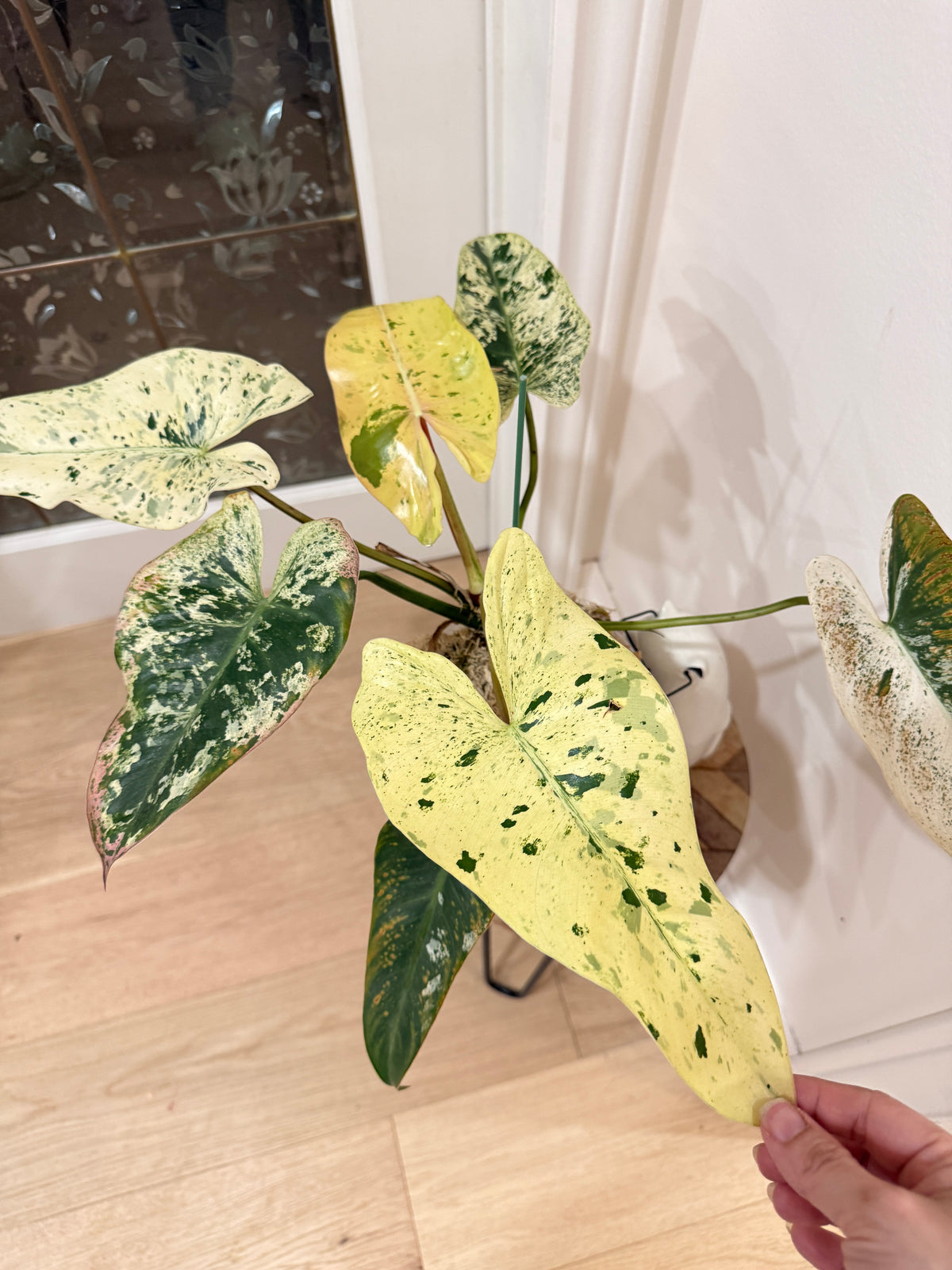 Philodendron Ilsemanii