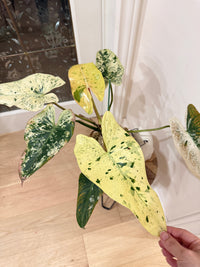 Philodendron Ilsemanii