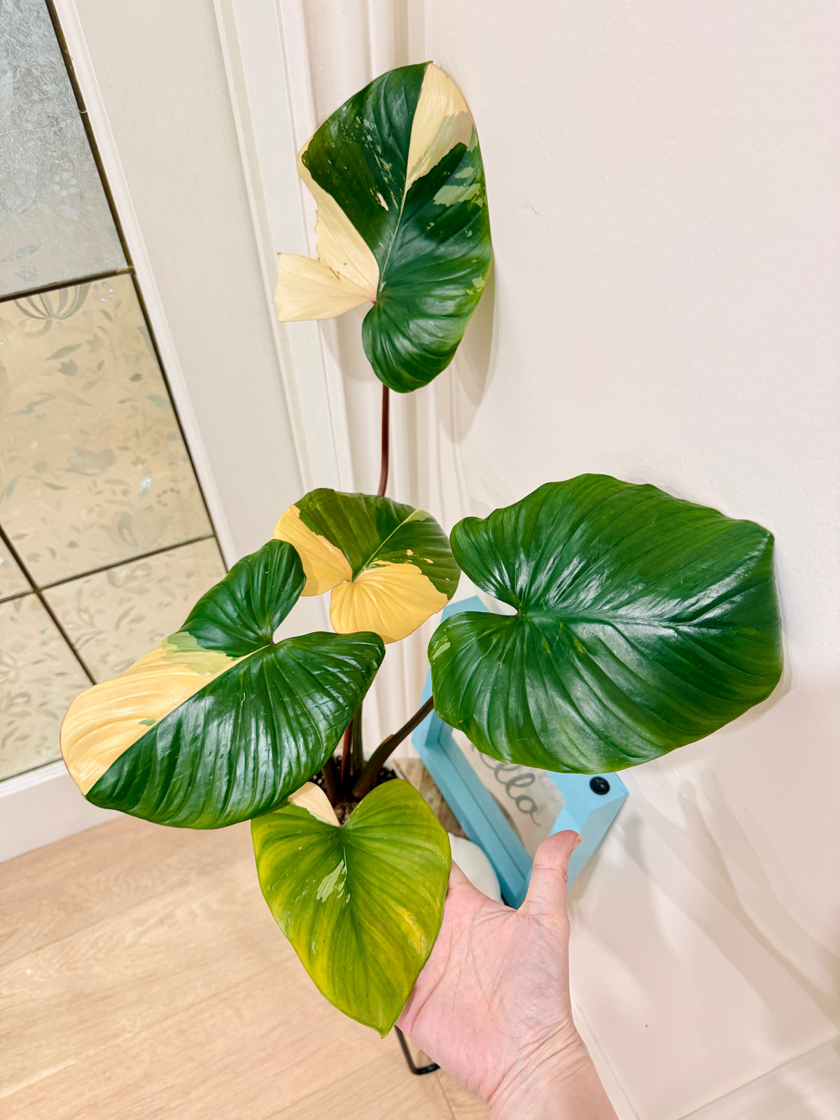 Homalomena Rubescen Peach
