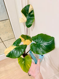 Homalomena Rubescen Peach
