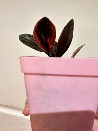 ZZ Pink Plant