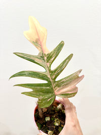 Philodendron Florida x Tortum