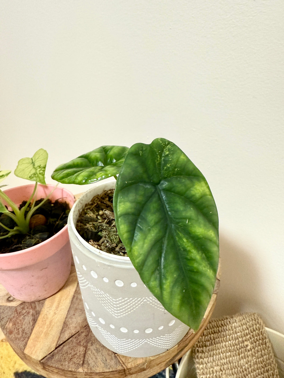 Combo Alocasia Sinuata Variegated & Gageana Mint