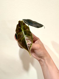 Alocasia Azlanii Pink Variegated