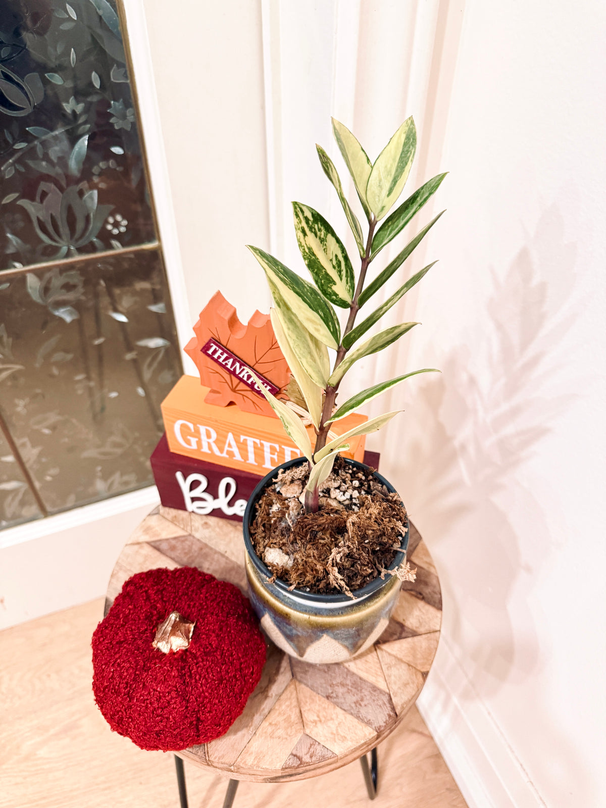 ZZPlant Aurea