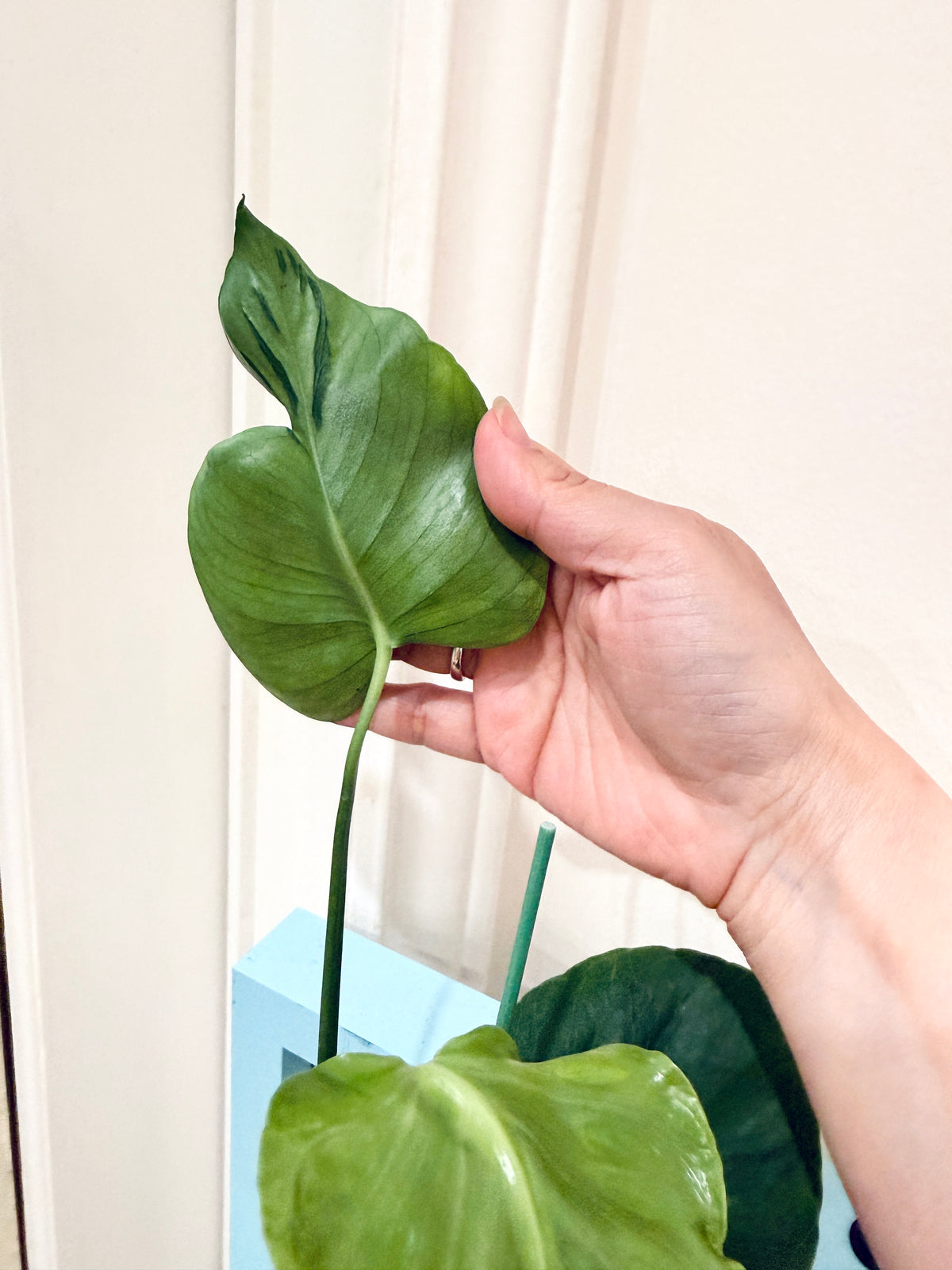Monstera Tattoo
