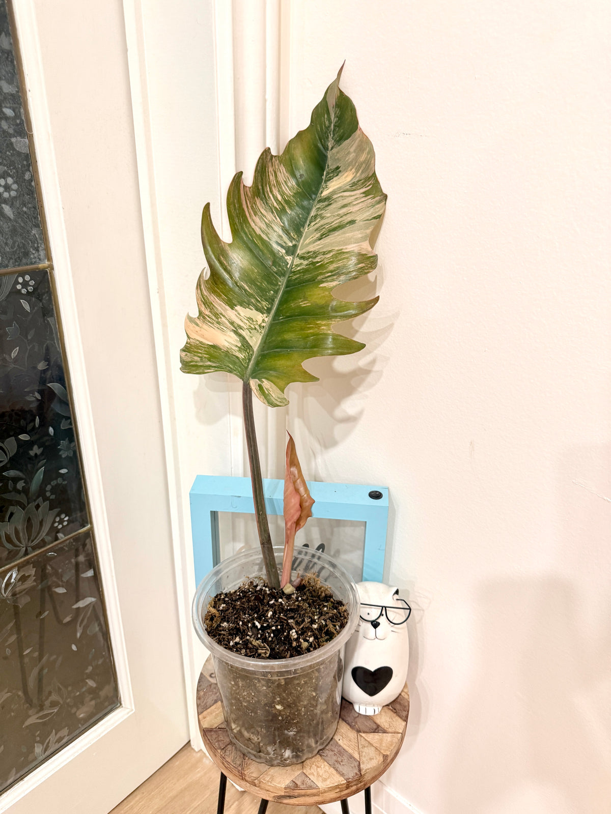 Philodendron Caramel Marble