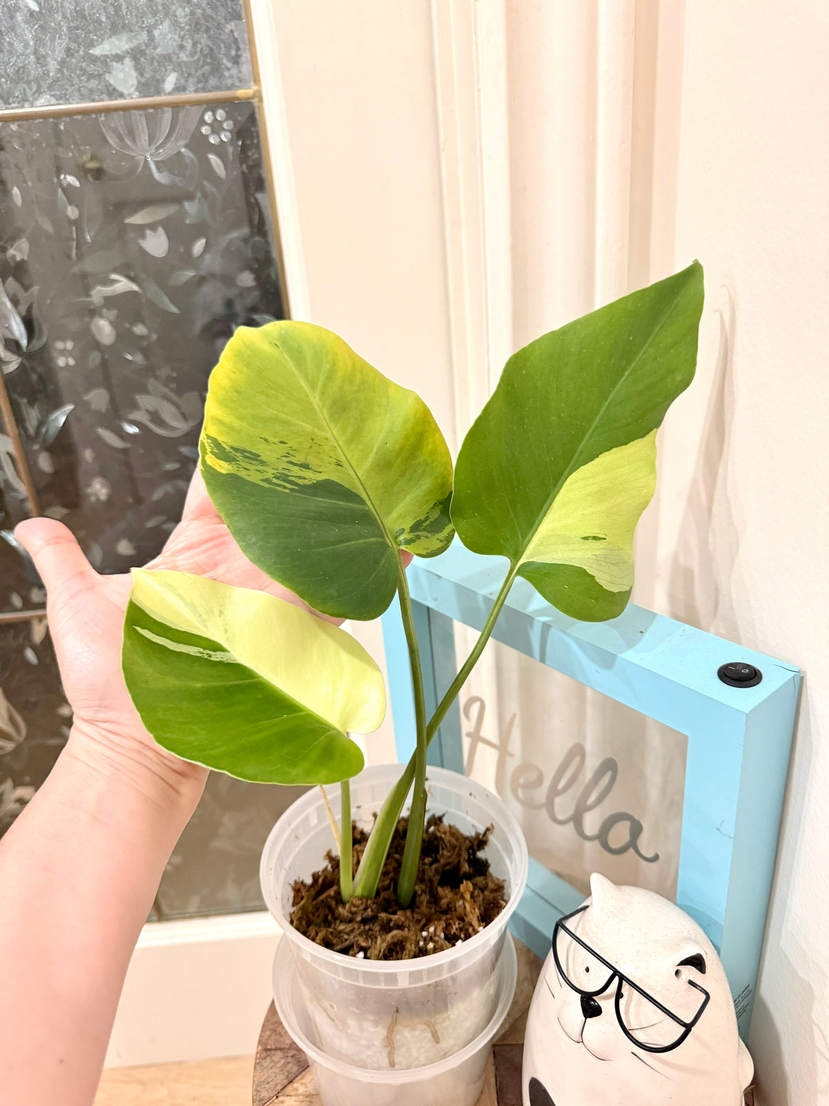 Monstera light lime