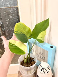 Monstera light lime