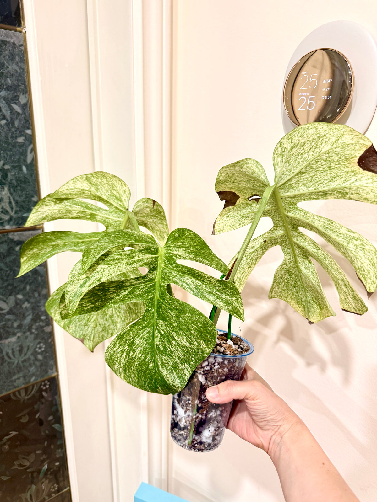 Monstera Full Mint