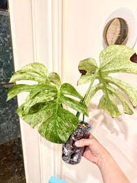 Monstera Full Mint