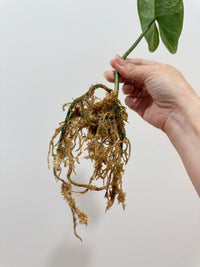 Philodendron Ilsemanii Variegated