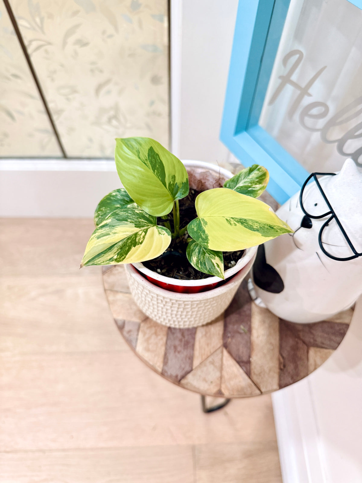 Homalomena Rubescen Tricolour