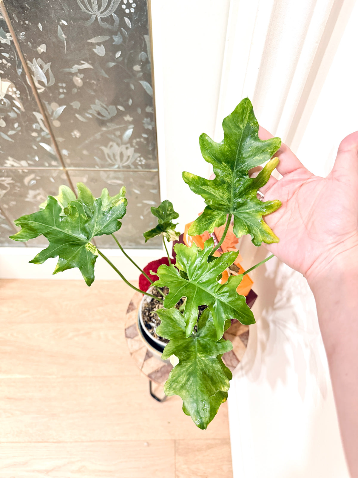 Philodendron Selloum Variegated
