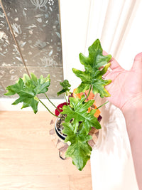 Philodendron Selloum Variegated