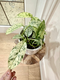 Rhaphidophora Gorilan variegated