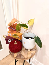 Philodendron Micans Variegated
