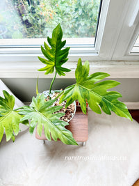 Philodendron Radiatum Variegated