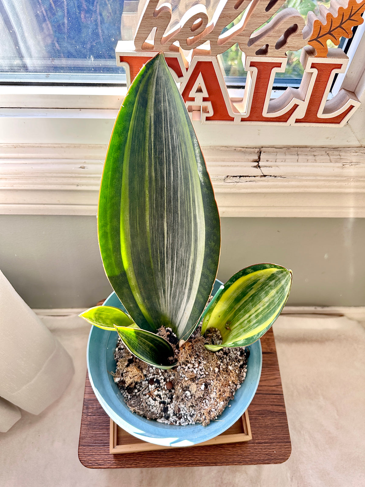 Sansevieria Masoniana Whale Fin Variegated